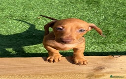 Miniature Dachshund dogs for sale: 5 miniature dachshund puppies  - Image 38