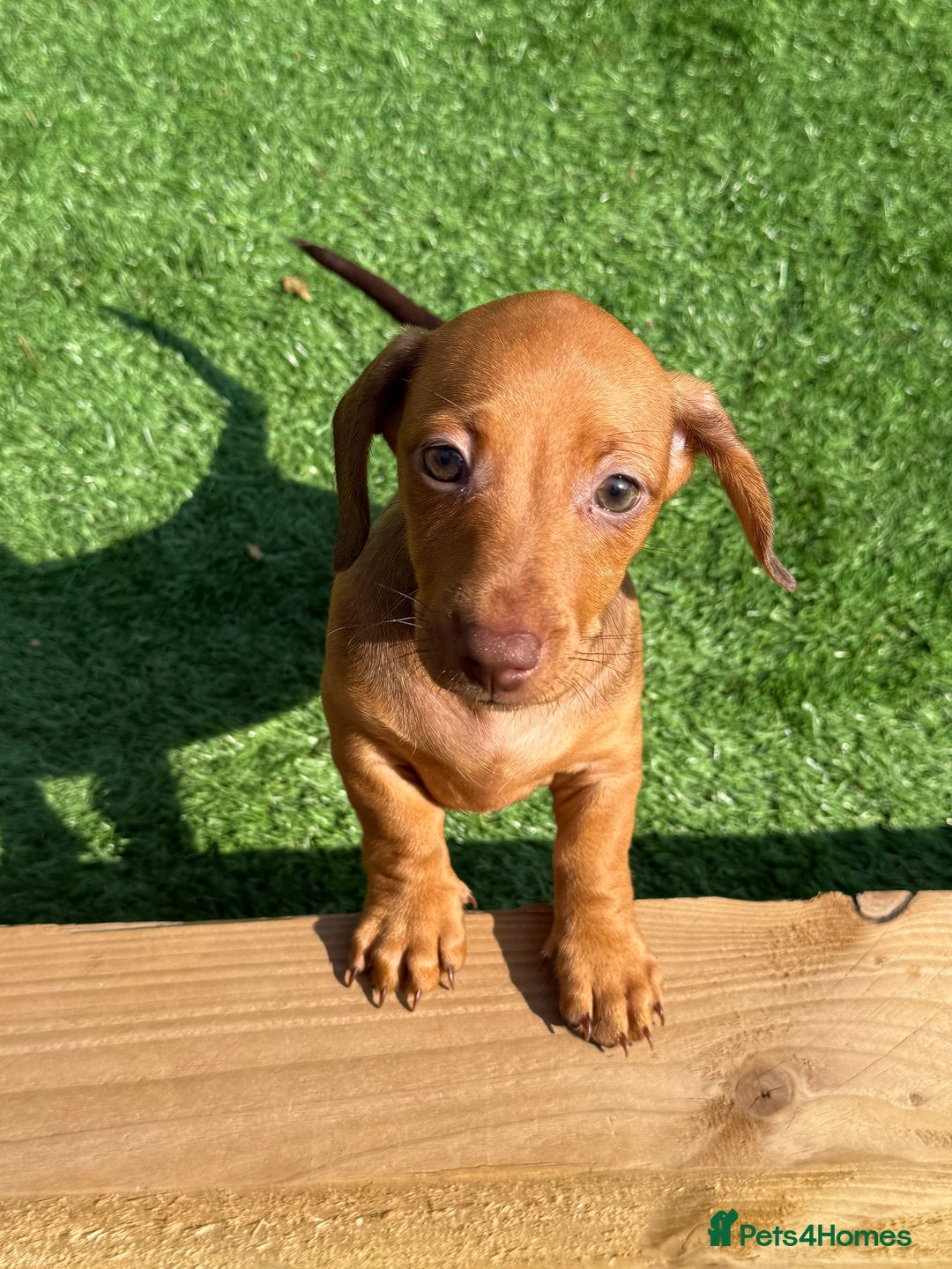 Miniature Dachshund dogs for sale: 5 miniature dachshund puppies  - Image 38