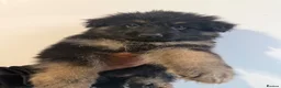 German Shepherd dogs for sale: German shepherd pups  - Advert 4