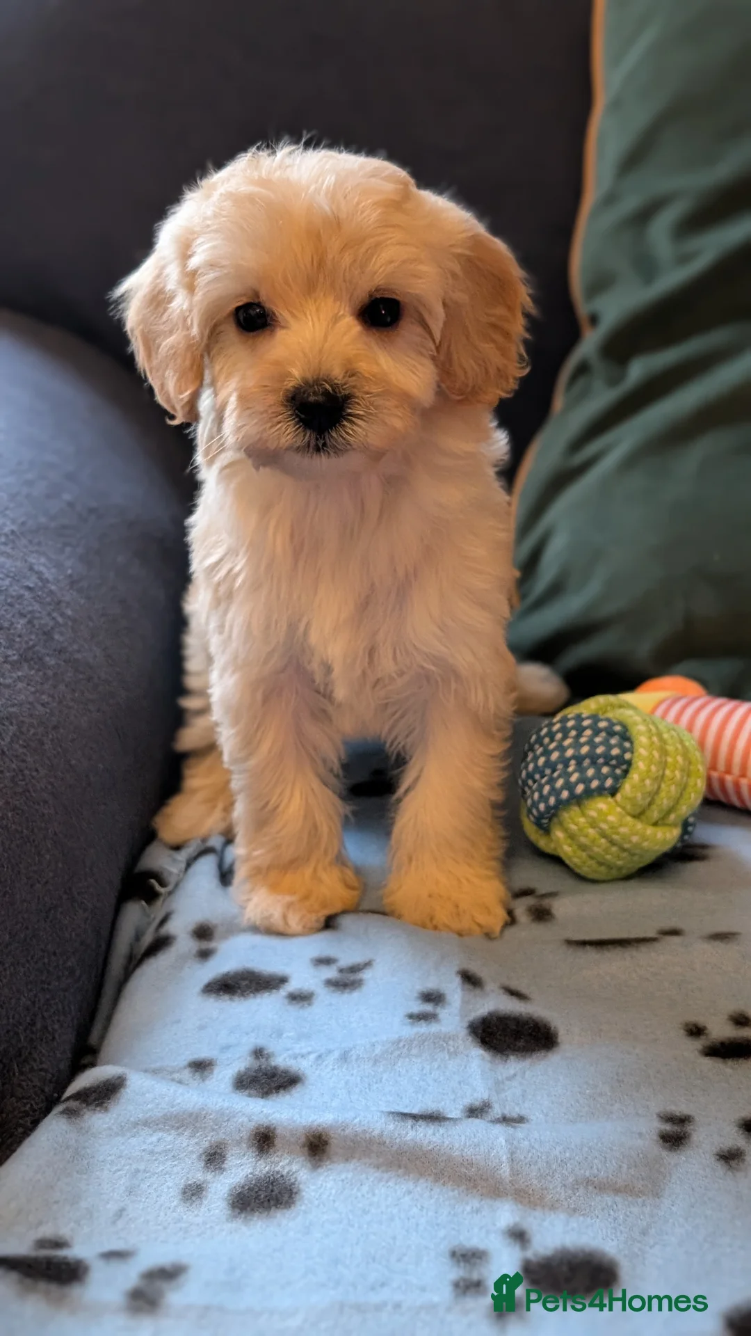 Maltipoo dogs for sale: Toy Maltipoo Puppies - READY NOW - Advert 18
