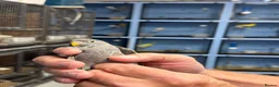 Budgerigars birds for sale: Black face black wings  in Dudley - Advert 10