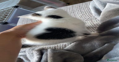 Mixed Breed cats - Advert 11