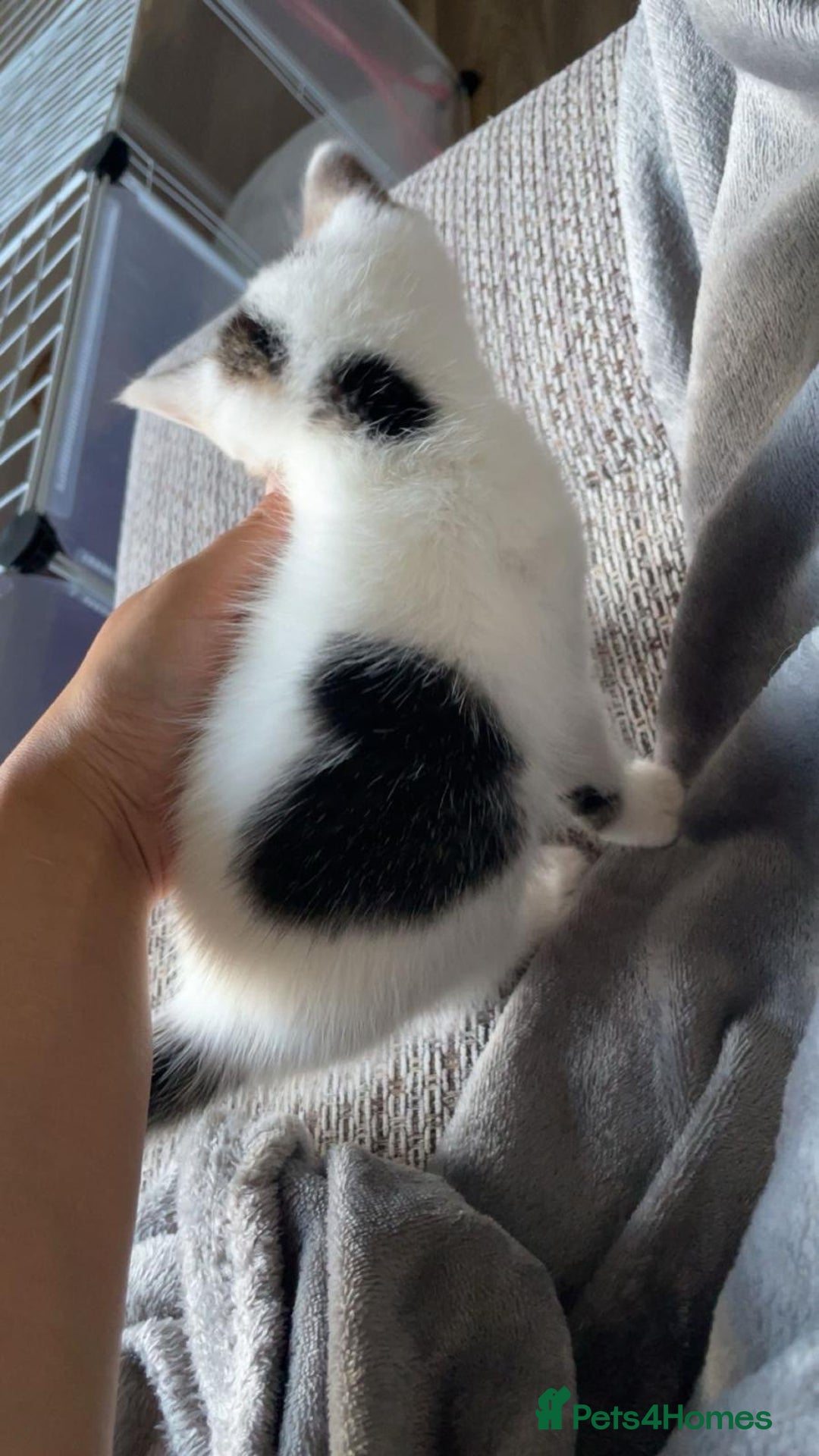 Mixed Breed cats for sale: Adorable Half-Manx Kittens 🐾 - Image 3