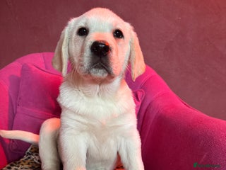 Labrador Retriever dogs KC, Champion Pedigree ,Extensively Health Tested - Advert 4