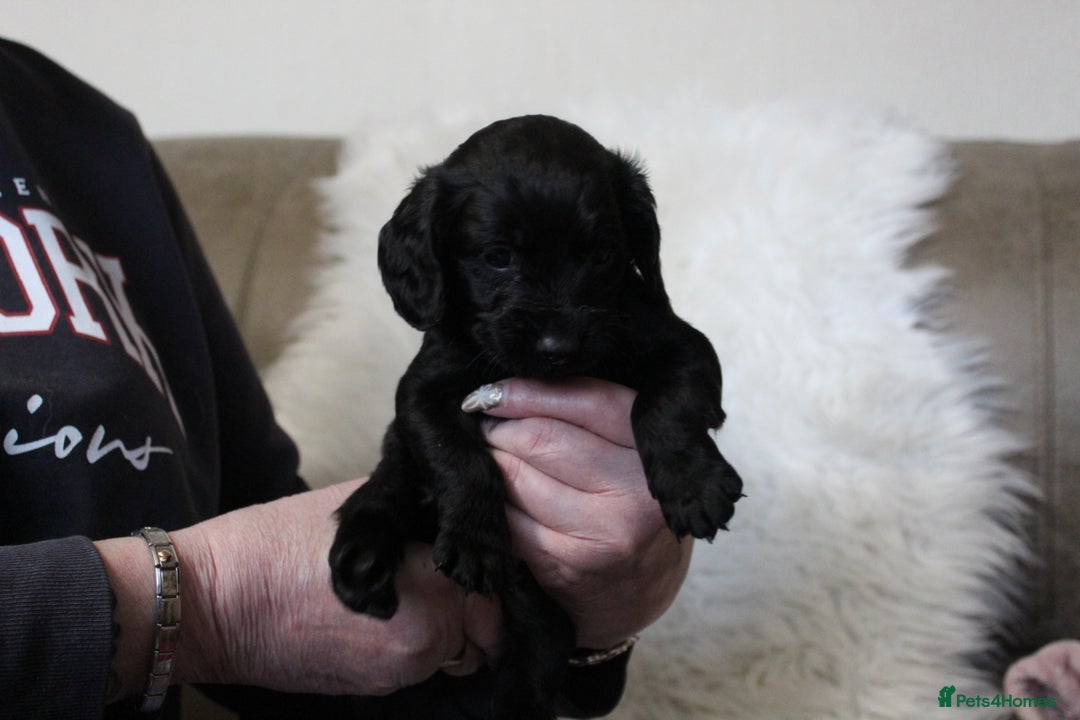 Cockapoo dogs for sale: Cockapoo puppies. - Advert 10