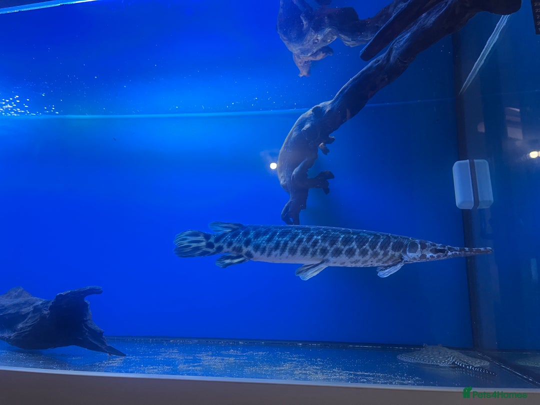 Other/Mixed Breed fish for sale: Florida gar - Image 2