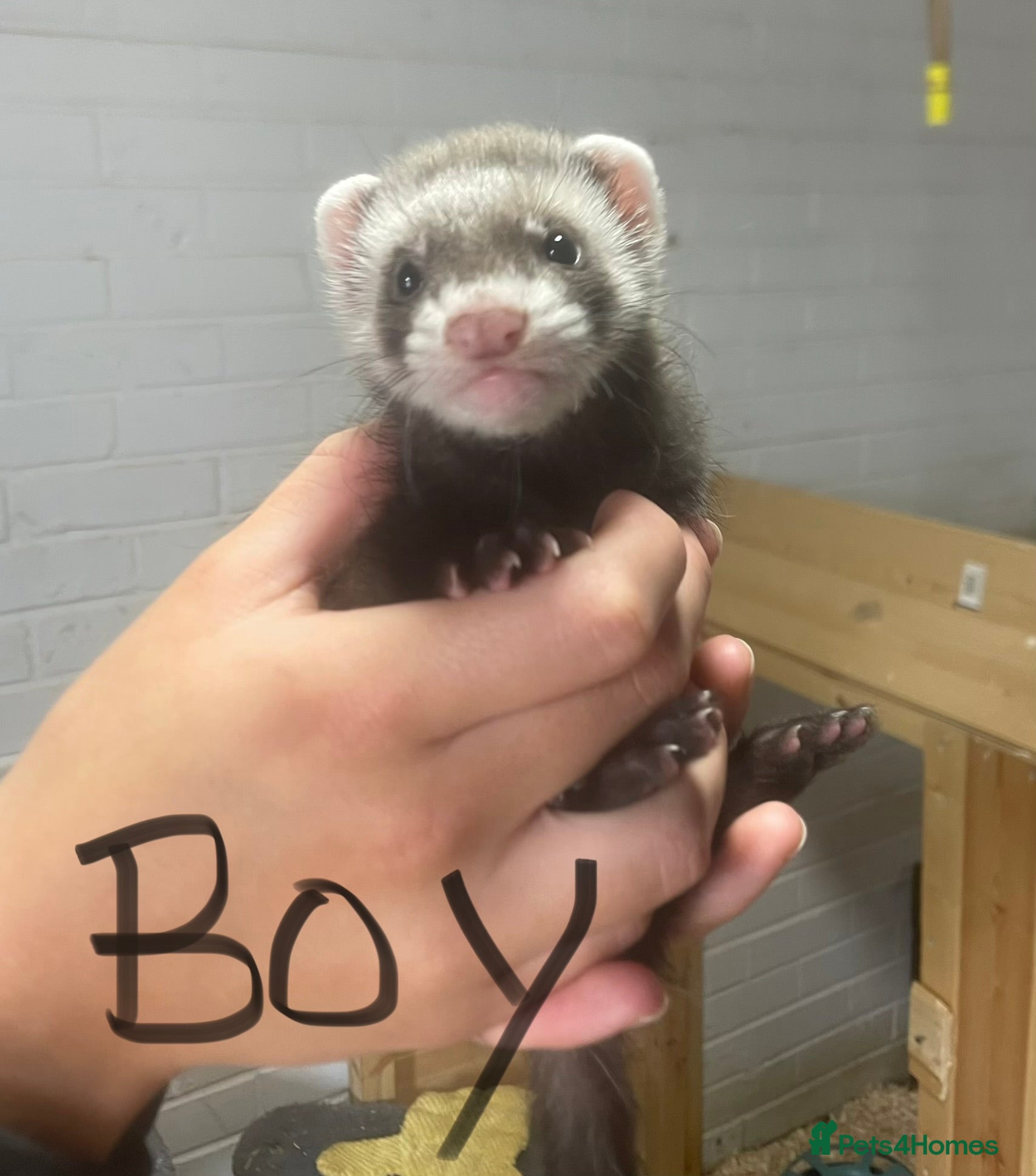 Ferret rodents for sale: Kits for sale  - Advert 1