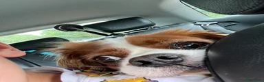 Cavalier King Charles Spaniel 1