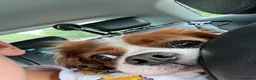 Cavalier King Charles Spaniel dogs for sale: Coco cavalier King Charles  - Advert 2
