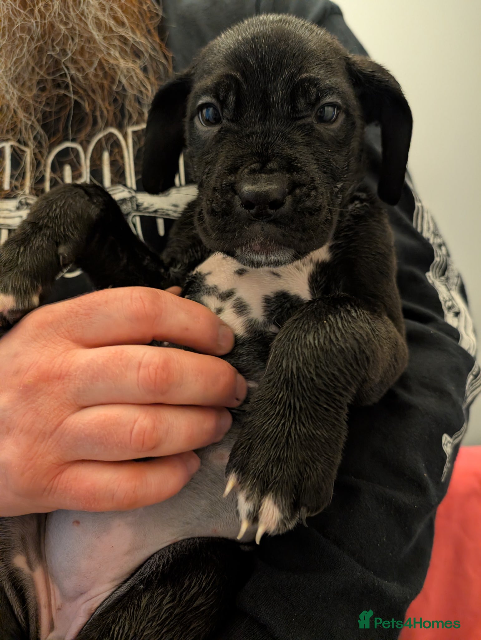 Mixed Breed dogs dog de bordeaux mixed cross dalmatian  - Advert 2