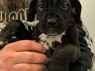 Mixed Breed dogs dog de bordeaux mixed cross dalmatian - Advert 2