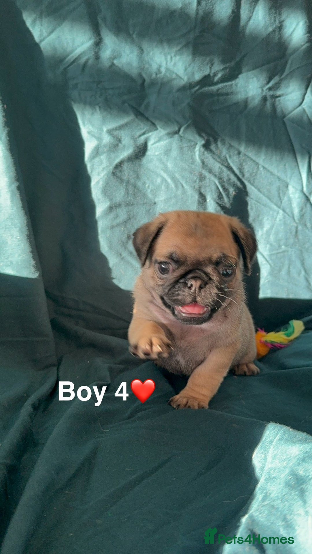 Pug dogs for sale: Stunning Fawn Pug KC Registered Litter - Image 8