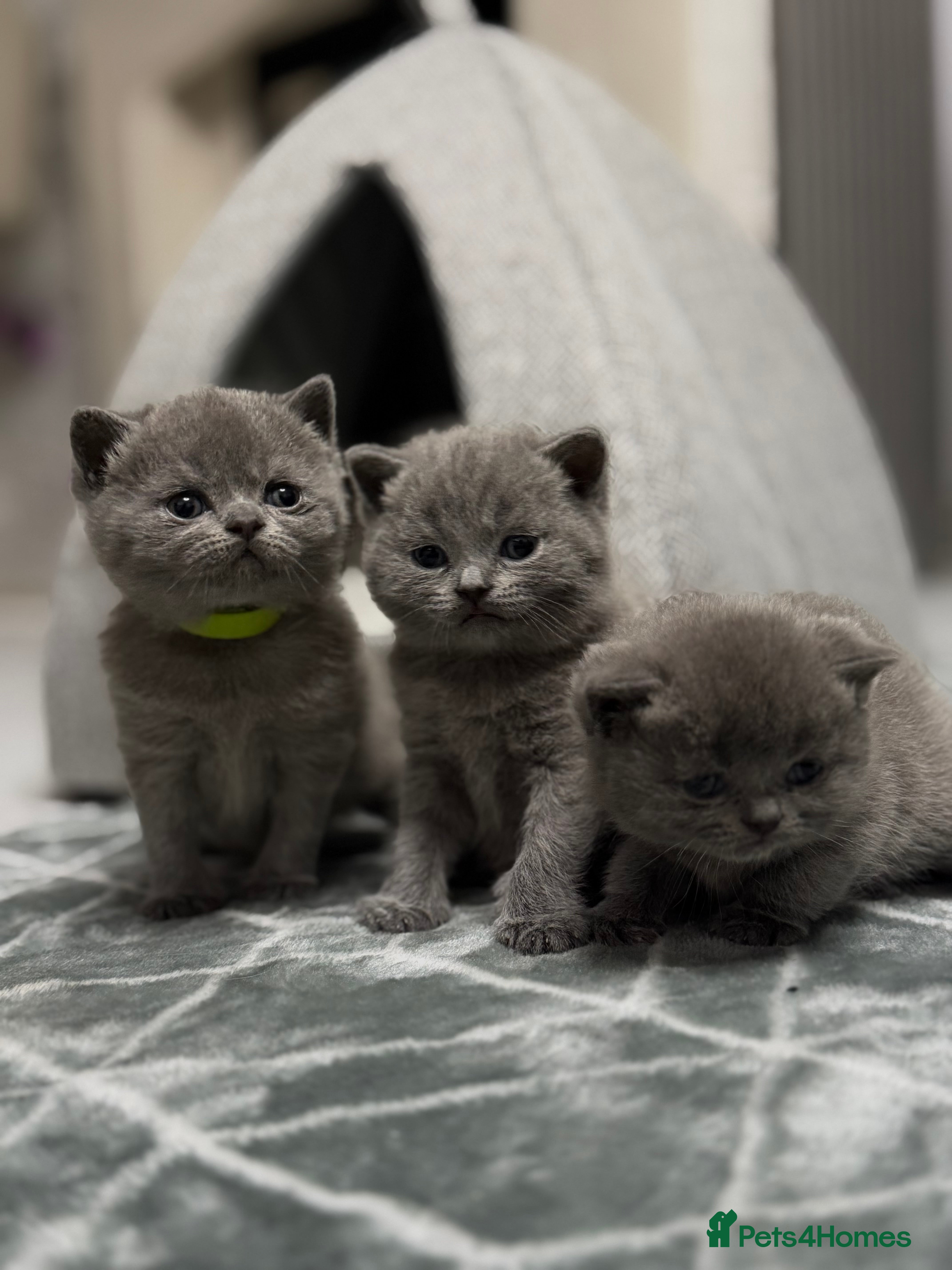 British Shorthair cats British Shorthair 💝 - Advert 13