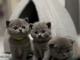 British Shorthair cats British Shorthair 💝 - Advert 13