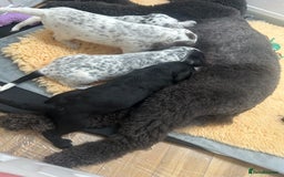 Mixed Breed dogs for sale: Rare Dalmadoodles - Image 27