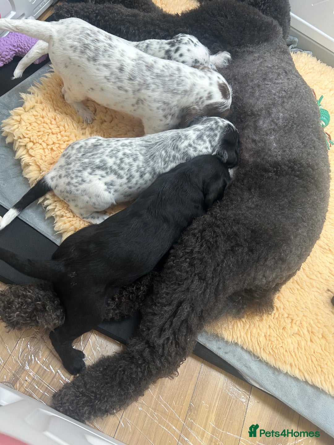 Mixed Breed dogs for sale: Rare Dalmadoodles - Image 27