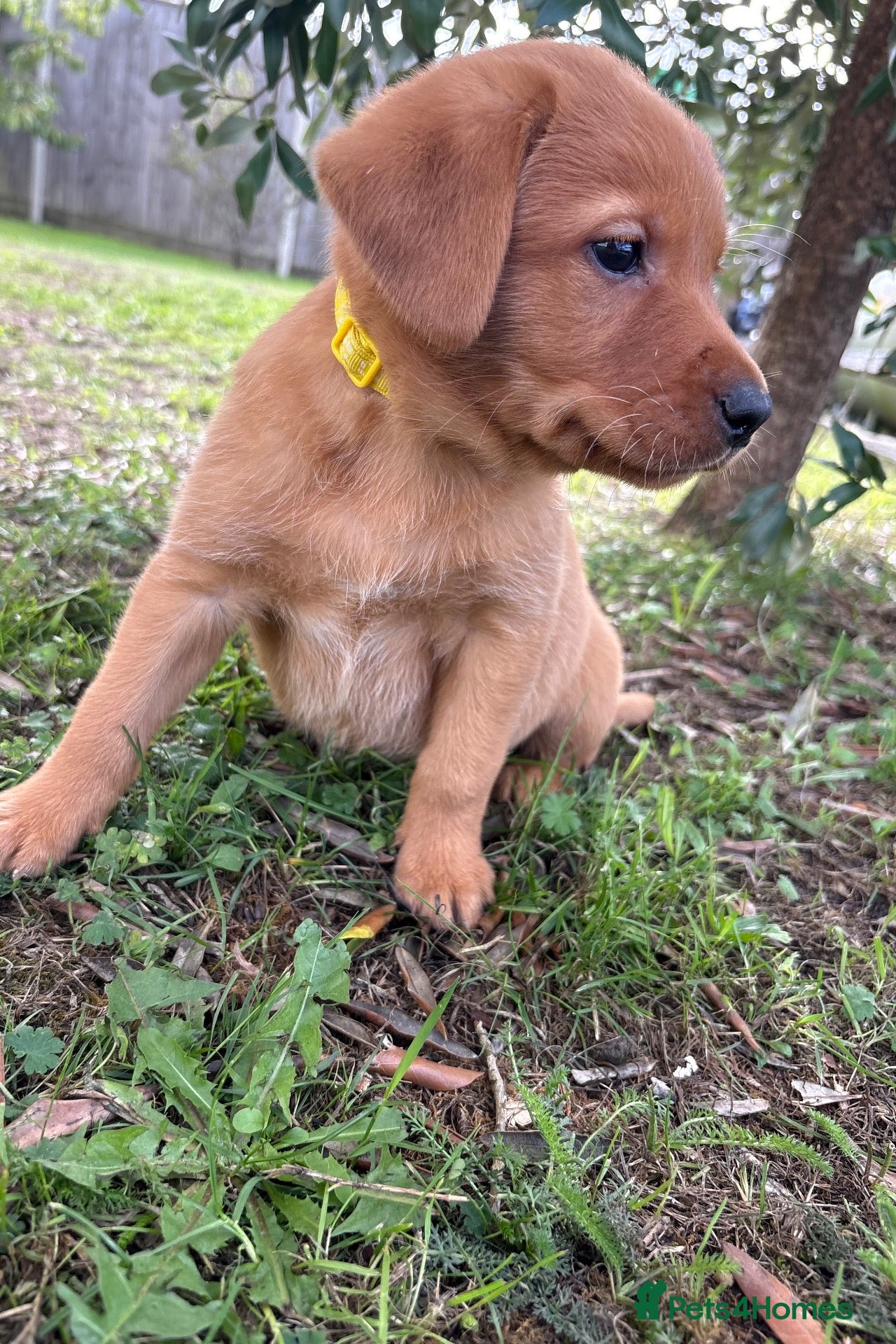 Labrador Retriever dogs KC Registered Fox Red Labrador Puppies  - Advert 2