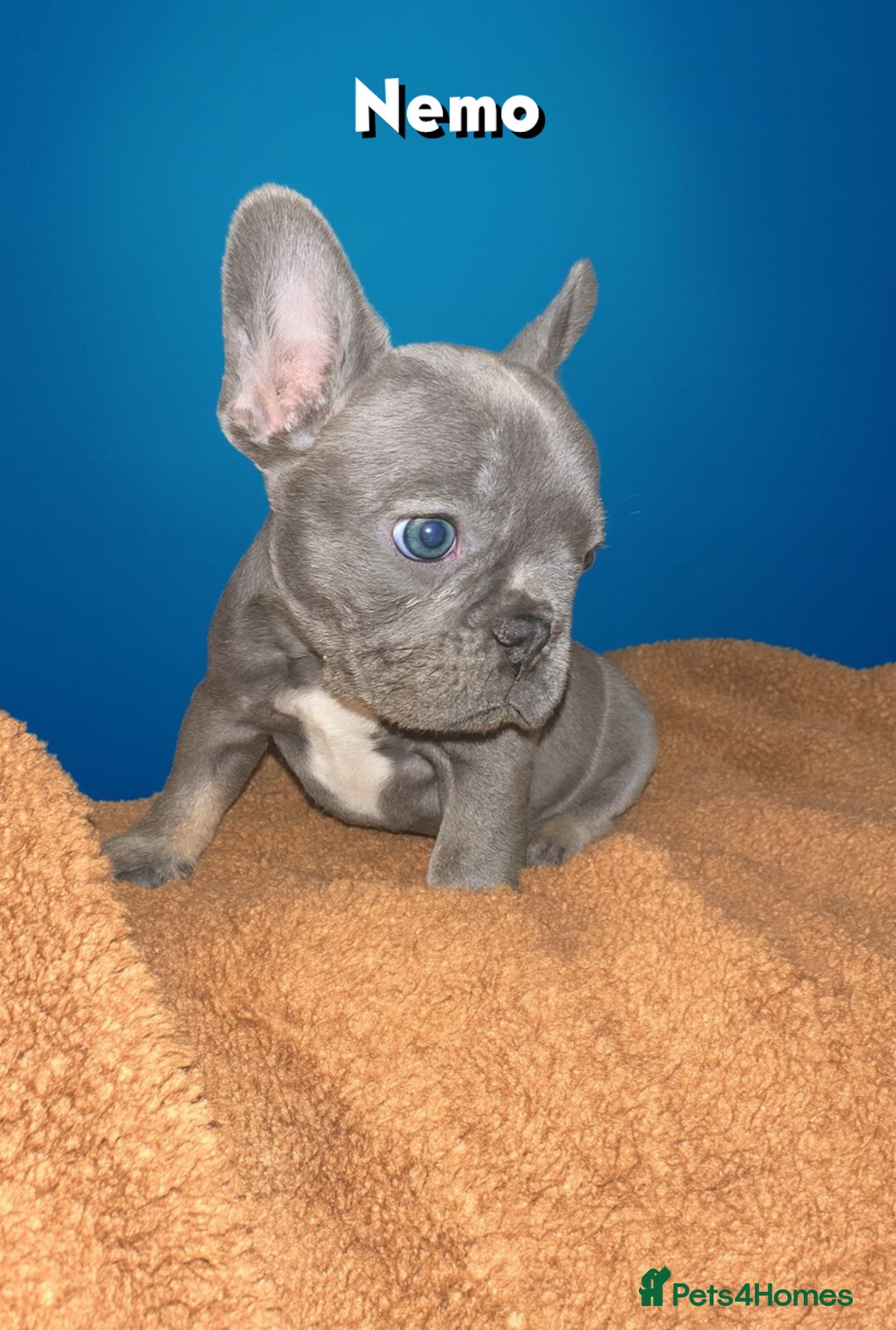 French Bulldog dogs for sale: 4 Of The Cutest Frenchie Puppies 💕 - Advert 1