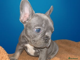 French Bulldog dogs 4 Of The Cutest Frenchie Puppies 💕 - Advert 1