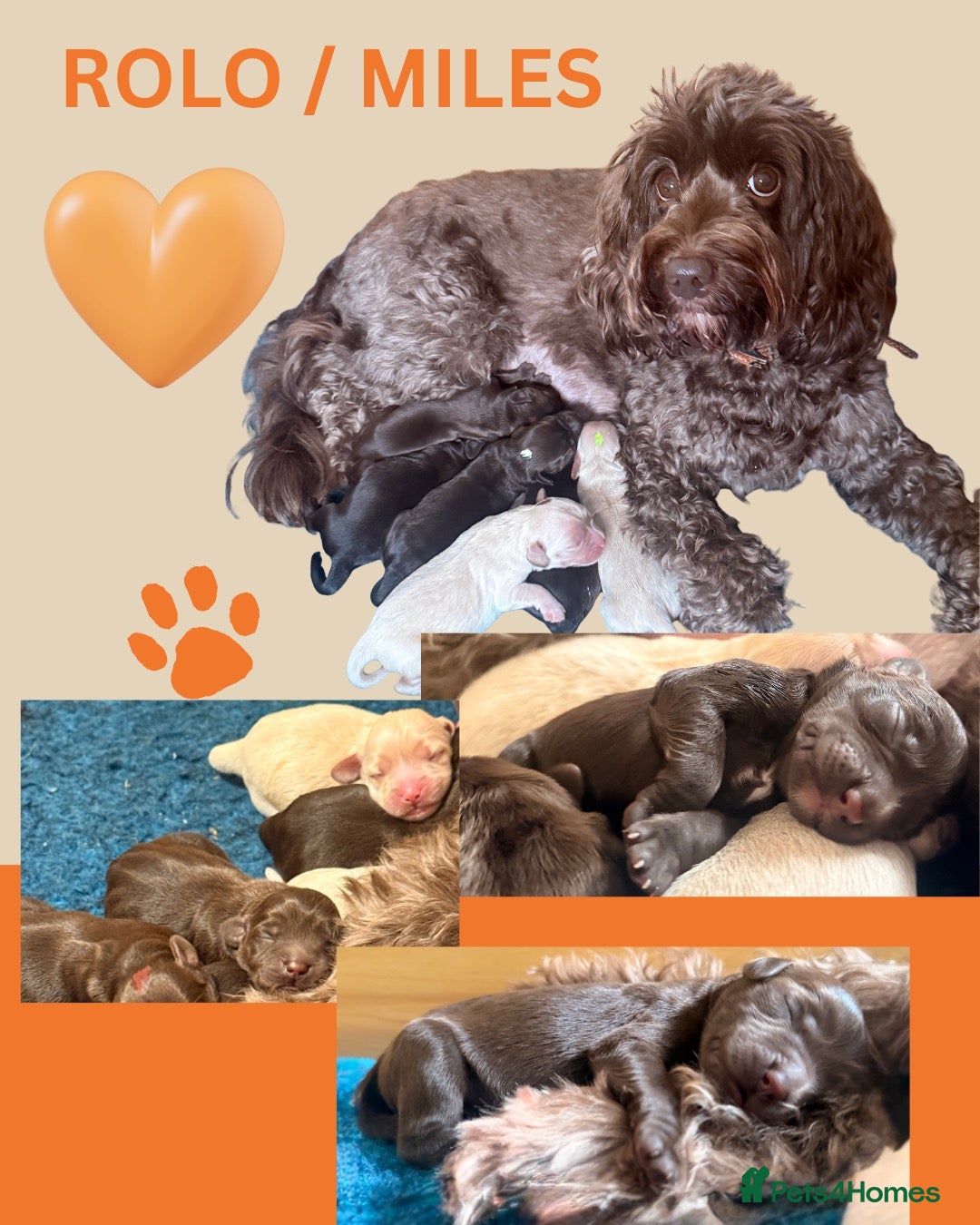 Australian Labradoodle dogs     🐾 Adorable Australian Labradoodle Puppies  - Advert 2