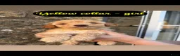 Mixed Breed dogs for sale: Miniature/toy poodle - Advert 20