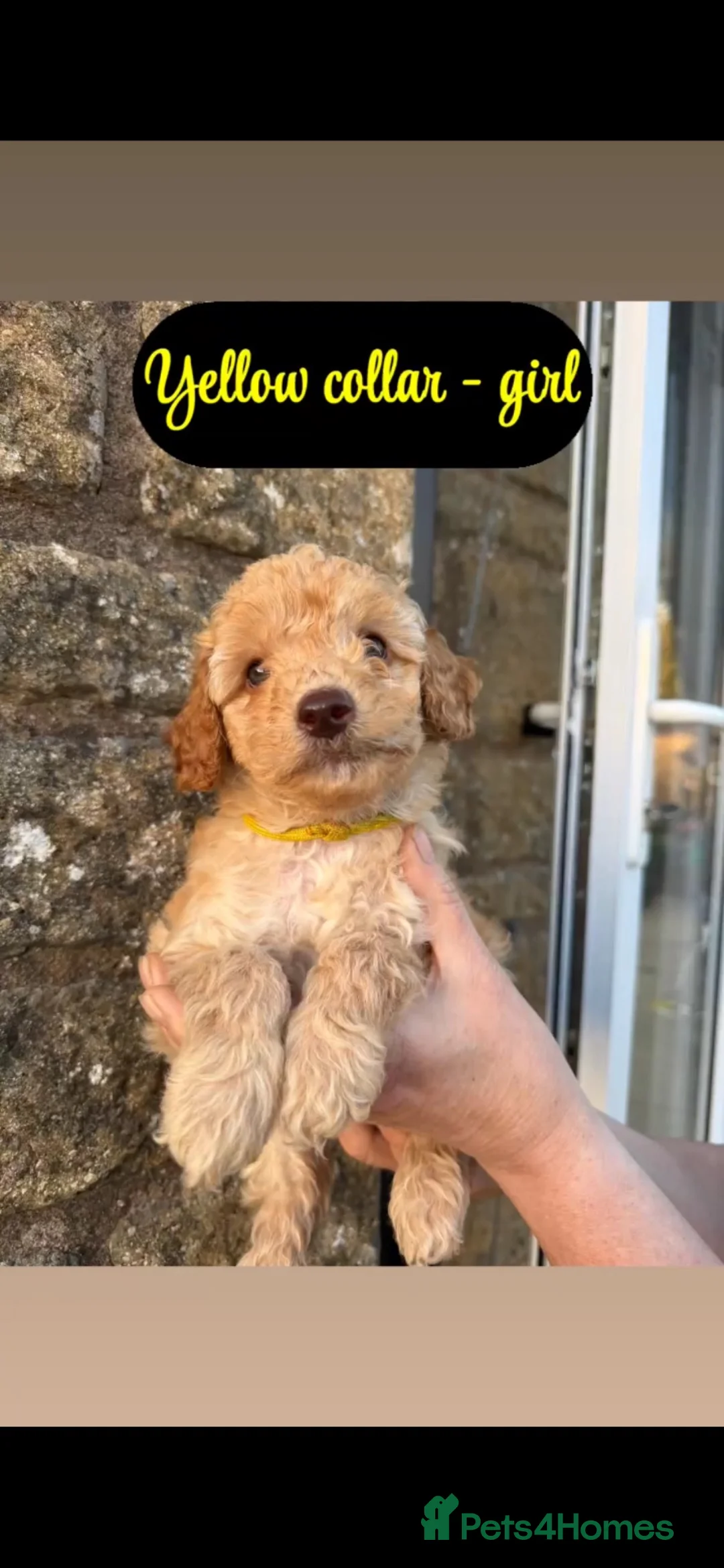Mixed Breed dogs for sale: Miniature/toy poodle - Advert 20