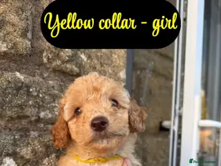 Mixed Breed dogs Ready to leave NOW! 5 Miniature/toy poodle💙 - Advert 4