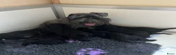 Miniature Schnauzer dogs for sale: Miniature Schnauzer Puppies  - Advert 5