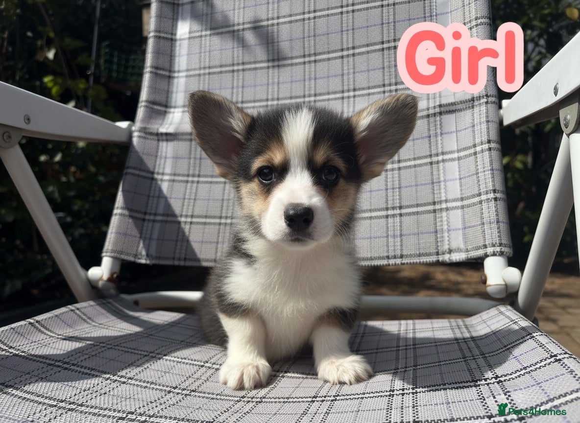 Welsh Corgi Pembroke dogs Show quality Pembrokeshire corgi READY NOW!!! - Advert 2