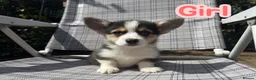 Welsh Corgi Pembroke dogs for sale: Show quality Pembrokeshire corgi READY NOW!!! - Advert 1
