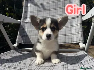 Welsh Corgi Pembroke dogs Show quality Pembrokeshire corgi READY NOW!!! - Advert 2