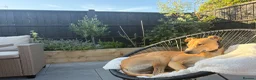 Lurcher dogs for sale: Family lurcher  in Wigan - Advert 3