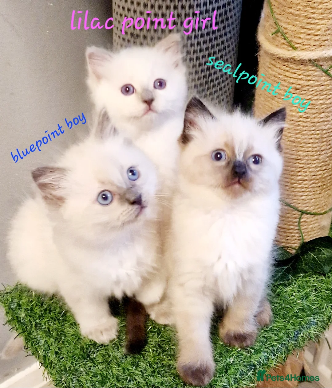 Ragdoll cats for stud: *STUD* GCCF & TICA REGISTERED ACTIVE BLUEPOINT BOY in Oldham - Advert 12