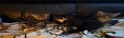 British Shorthair cats for sale: British shorthair  - Advert 1