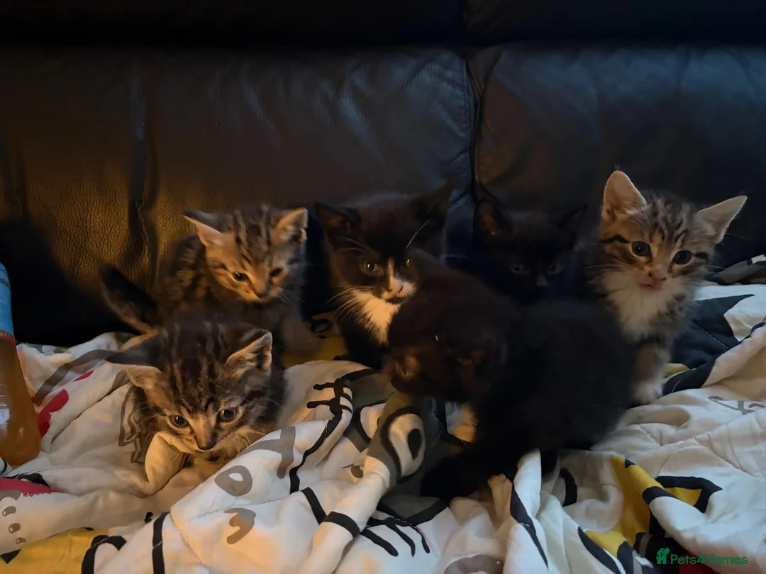 British Shorthair cats for sale: British shorthair  - Advert 1