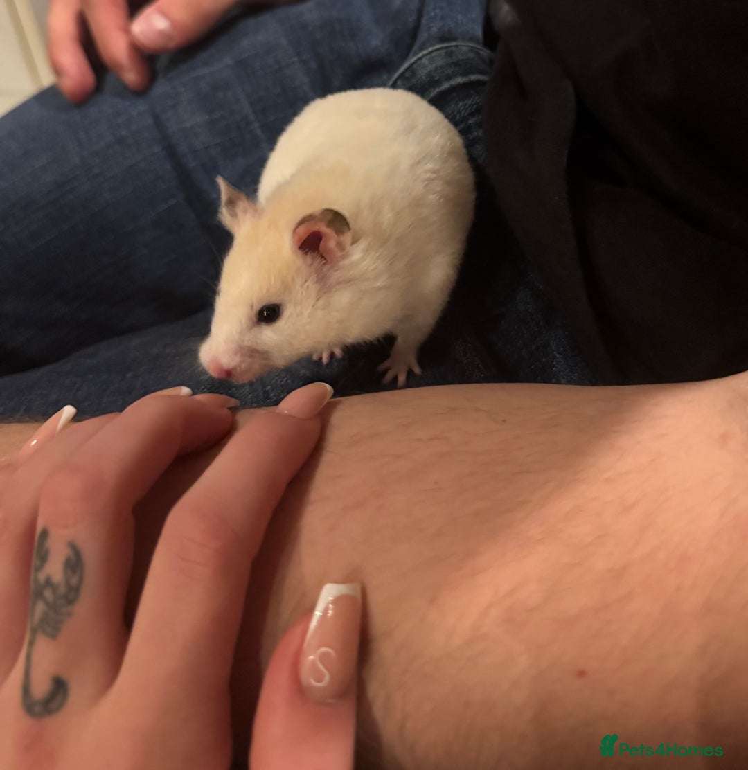 Hamster rodents for sale: Cute 7 month Syrian Hamster + cage + toys + food - Advert 3