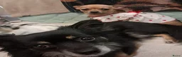 Chihuahua dogs for sale: Chihuahua puppies  - Advert 12