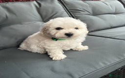 Bichon Frise dogs for sale: Bichon Frise Puppies  - Image 32