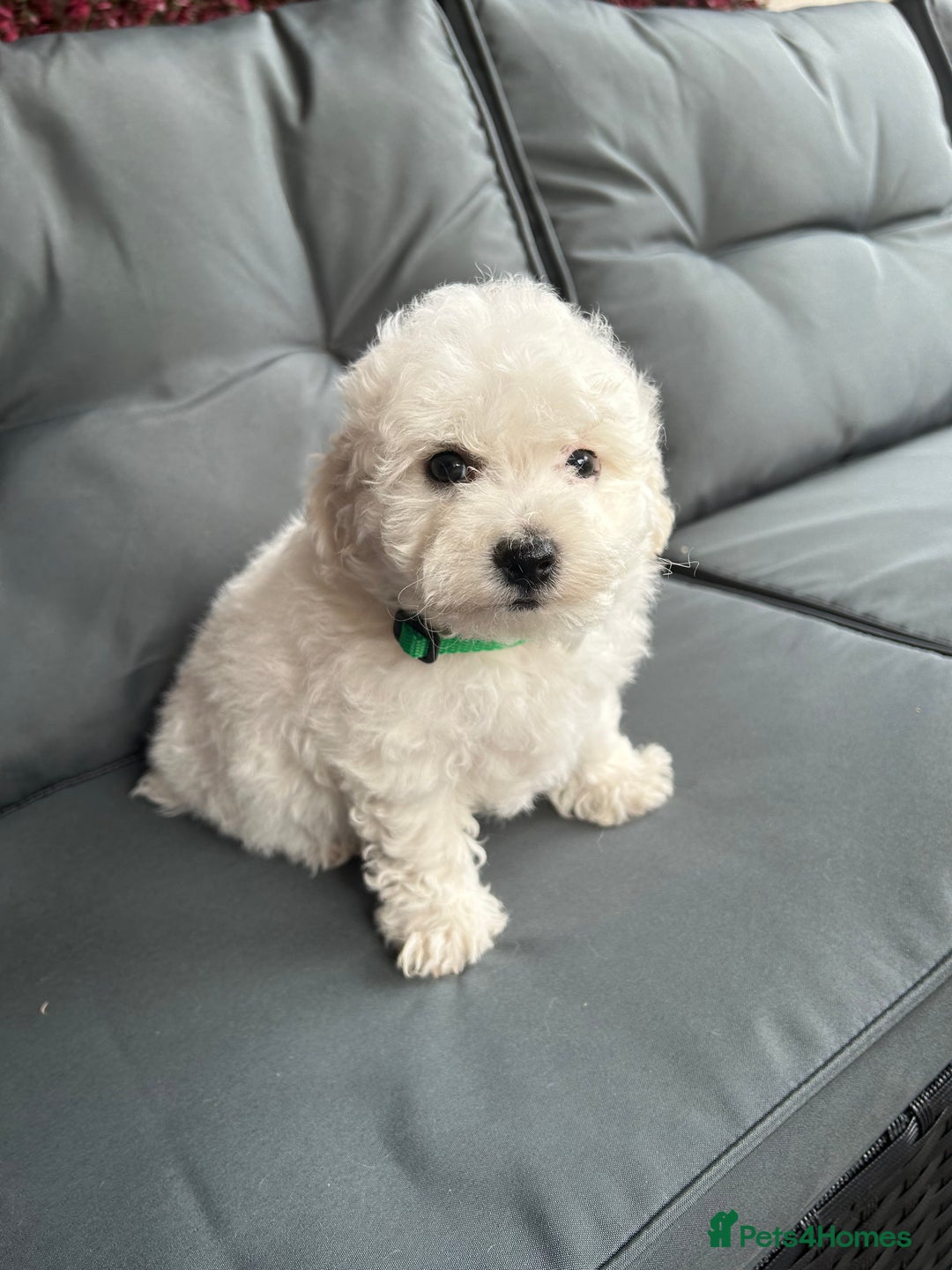 Bichon Frise dogs for sale: Bichon Frise Puppies  - Image 32