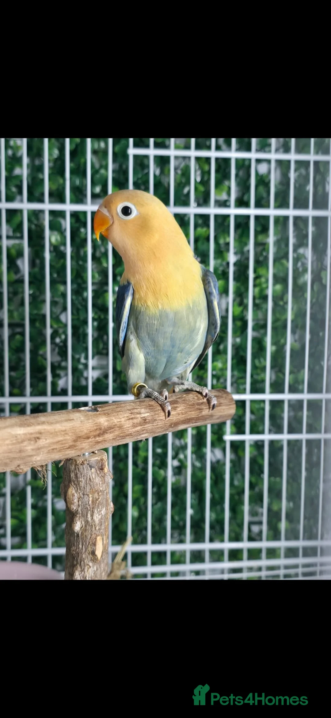 Lovebirds birds for sale: Mutation Lovebirds for Sale - Advert 6