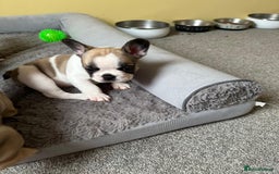French Bulldog dogs for sale: Amazing french bulldog  - Image 17