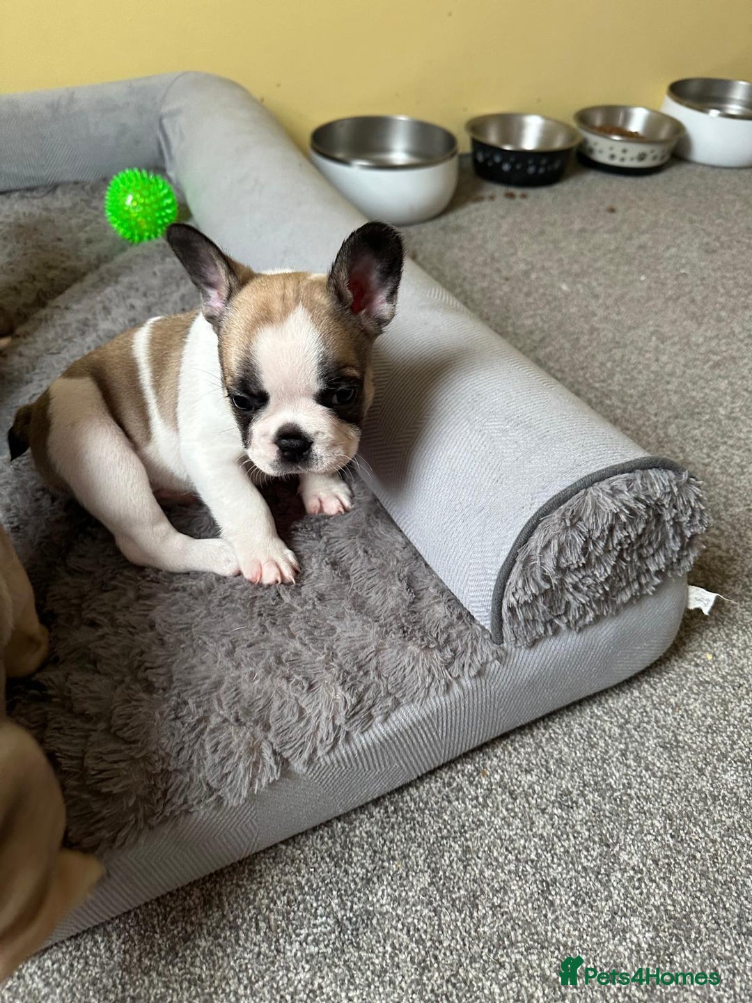 French Bulldog dogs for sale: Amazing french bulldog  - Image 17