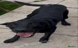 Labrador Retriever dogs for sale: One year old make labrador - Image 4