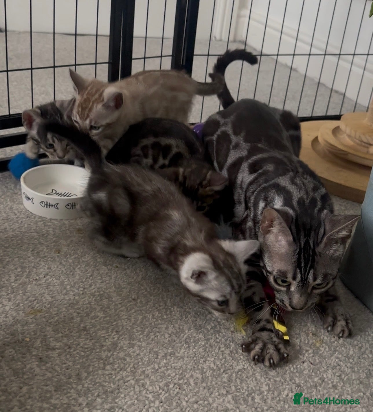 Bengal cats Exceptional bengal babies 🐆💎❤️ - Advert 1