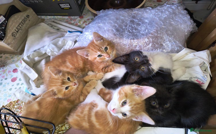 Mixed Breed cats - Advert 7