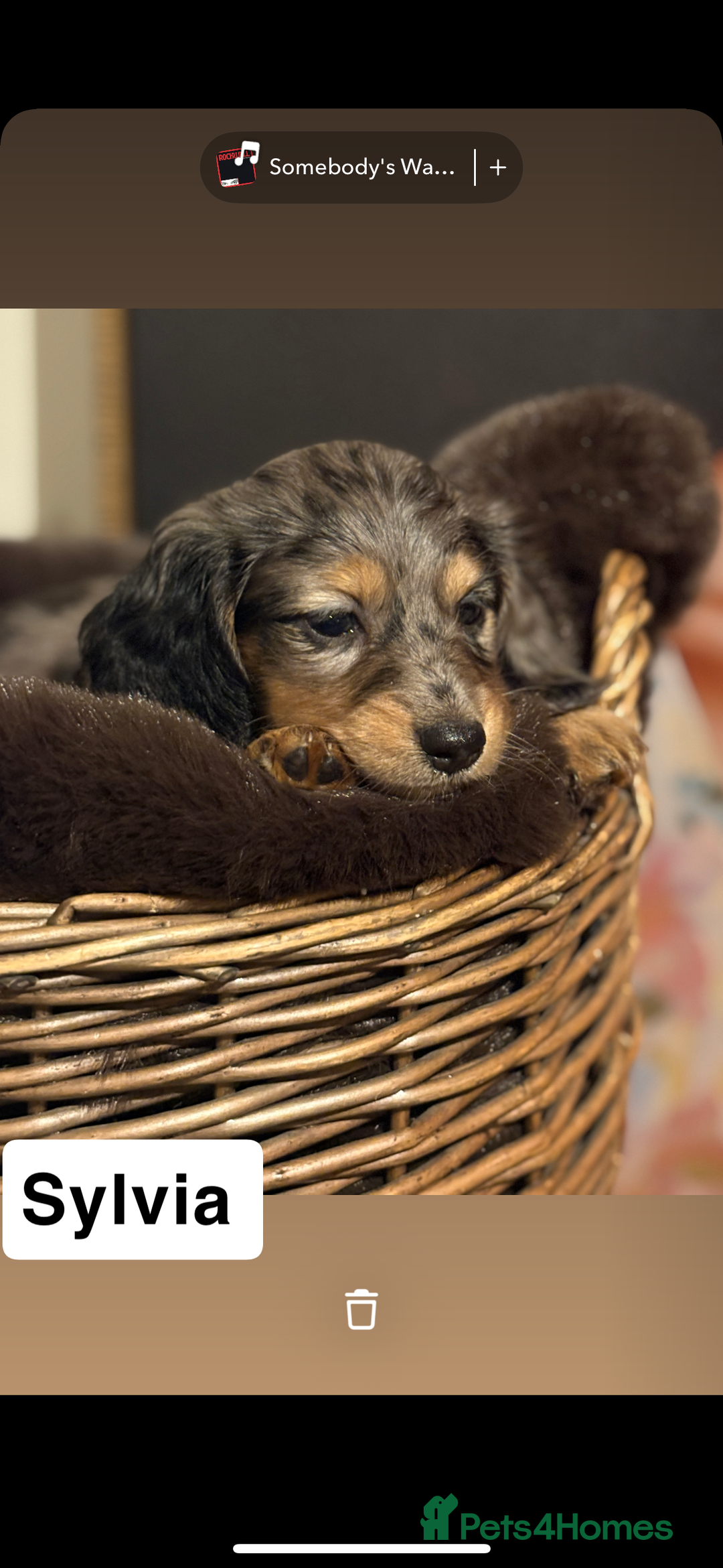 Miniature Dachshund dogs for sale: 🐶 Beautiful Longhaired miniature dachshund pups  - Image 13