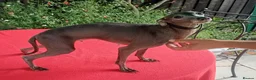 Italian Greyhound dogs for sale: Stunning Italian greyhounds - Advert 2