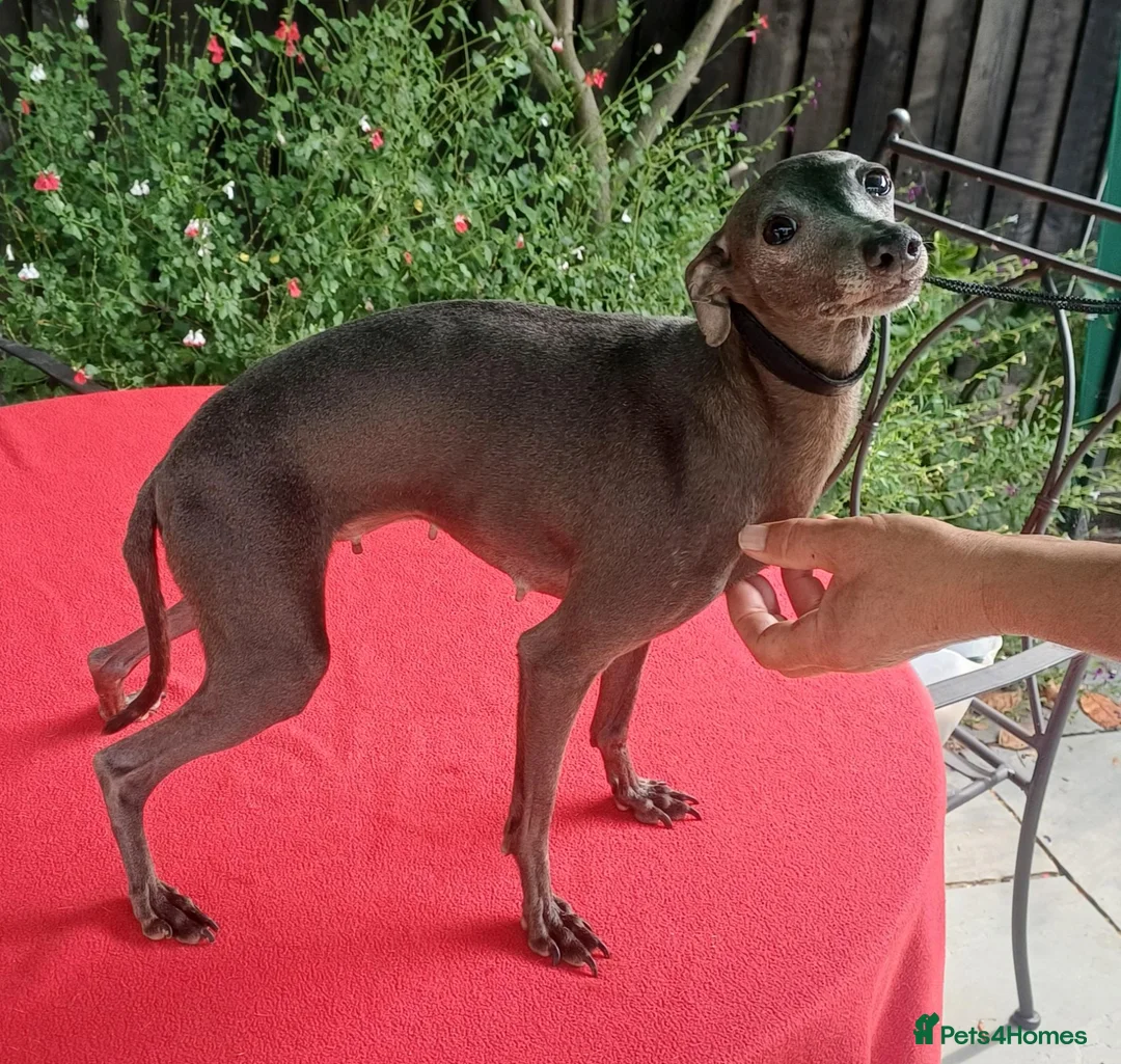 Italian Greyhound dogs for sale: Stunning Italian greyhounds - Advert 2