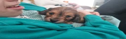 Miniature Dachshund dogs for sale: Stunning litter of Lh mini dachshunds  - Advert 5