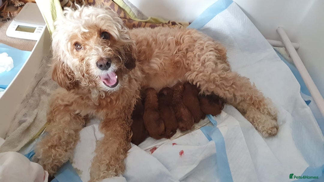 Toy Poodle dogs for stud: Proven red toy poodle For stud  ( Health tested )  in Rotherham - Image 29